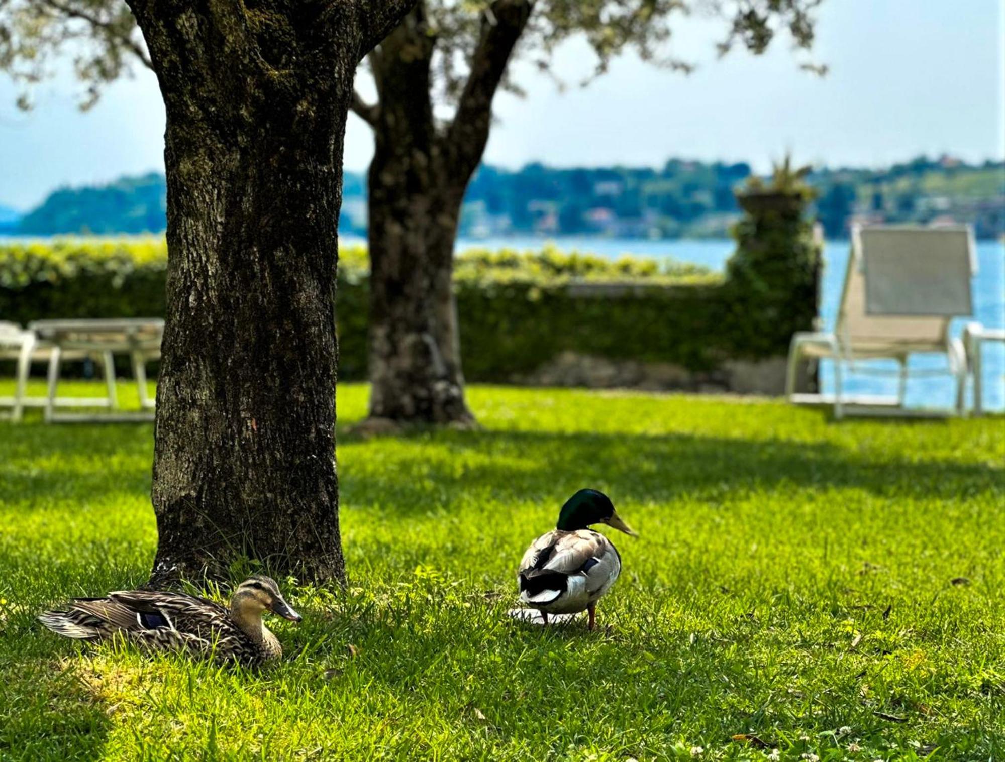 Luxury Lakeside Apartment Right On The Water Salò Exteriér fotografie